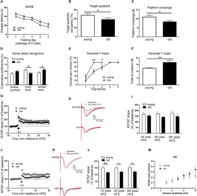 Memory Decline and Behavioral Inflexibility in Aged Mice Are Correlated With Dysregulation of Protein Synthesis Capacity